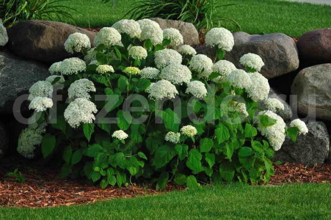 Hydrangea semak. Ilustrasi untuk sebuah artikel digunakan untuk lisensi standar © ofazende.ru