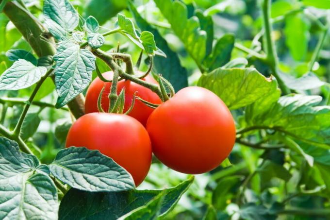 Perawatan tomat. Ilustrasi untuk sebuah artikel digunakan untuk lisensi standar © ofazende.ru