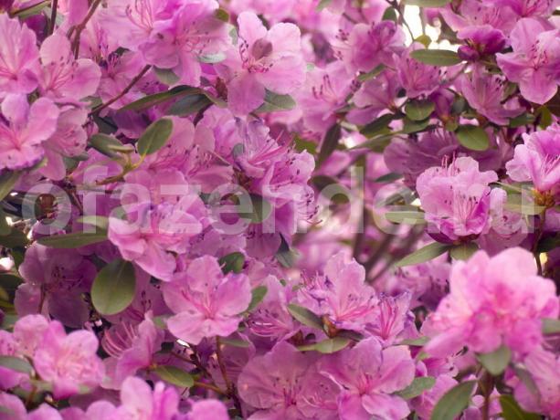Tumbuh rhododendron. Ilustrasi untuk sebuah artikel digunakan untuk lisensi standar © ofazende.ru
