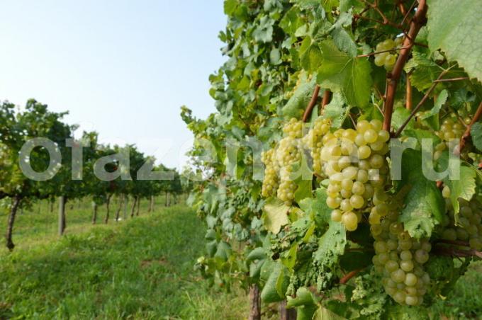 Tumbuh buah anggur. Ilustrasi untuk sebuah artikel digunakan untuk lisensi standar © ofazende.ru