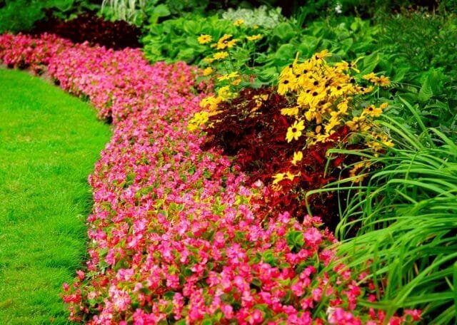 Tanaman keras - bunga untuk semua musim: Tips tukang kebun