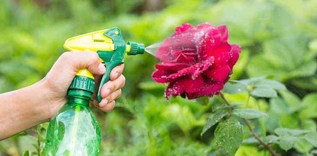 Resep Rakyat yang membantu membersihkan semak-semak mawar dari kutu daun