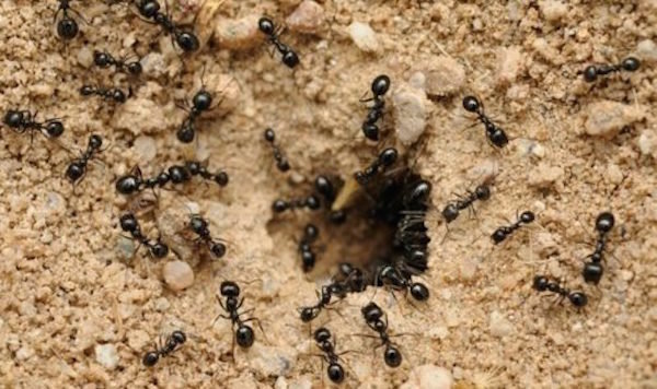 Semut membawa banyak manfaat ke kebun. Tidak perlu untuk menghancurkan mereka