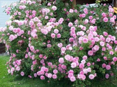 seleksi Roses Kanada selama berbunga