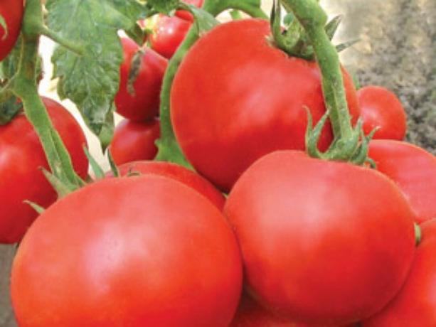 Varietas yang paling awal tomat: jenis dan deskripsi