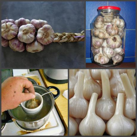 7 Cara untuk menyimpan untuk waktu yang lama bawang putih segar, juicy dan harum