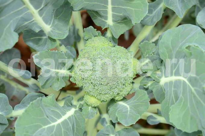 Tumbuh brokoli. Ilustrasi untuk sebuah artikel digunakan untuk lisensi standar © ofazende.ru