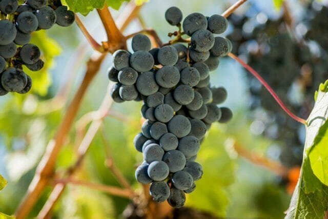 Grape nektar disiapkan di rumah dan di anggur, untuk menjadi lezat dan harum
