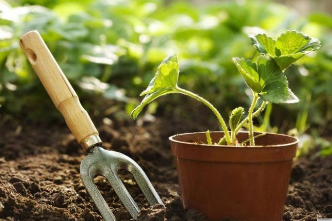Mengapa tukang kebun berpengalaman menempatkan pertandingan ke pot dengan herbal