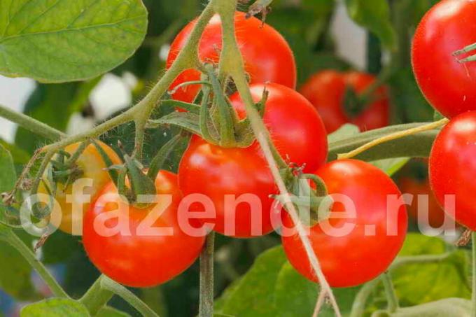 Tomat di cabang. Ilustrasi untuk sebuah artikel digunakan untuk lisensi standar © ofazende.ru