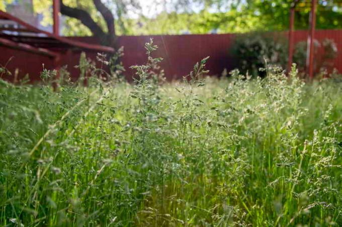 Apa yang harus memilih rumput untuk menanam rumput: review dari nilai-kelas, Foto