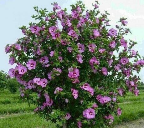 Hibiscus Suriah (Syrian Rose)