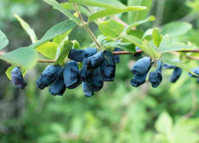 Apa dan bagaimana memberi makan honeysuckle di musim semi untuk mendapatkan panen yang baik