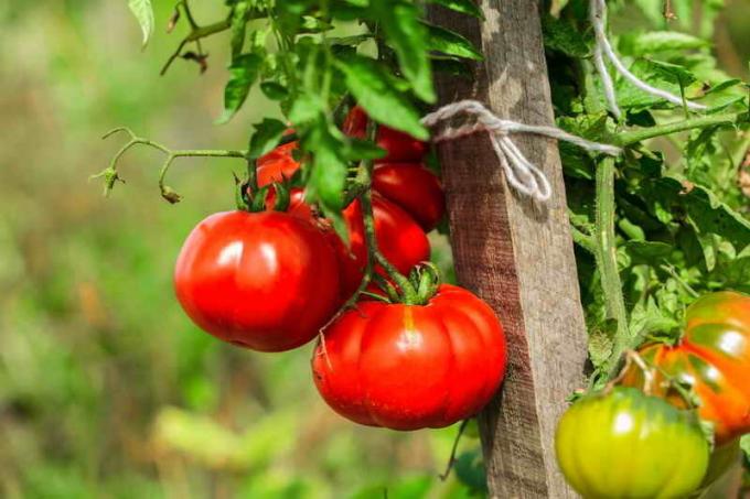 Perawatan tomat. Ilustrasi untuk sebuah artikel digunakan untuk lisensi standar © ofazende.ru