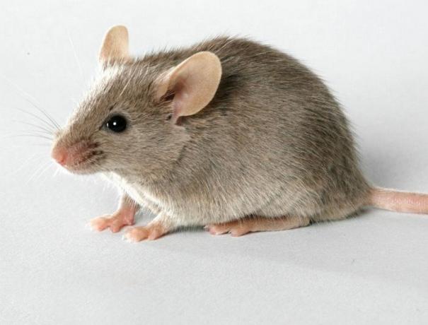 cara yang tak terduga dan efektif untuk menyingkirkan tikus di rumah