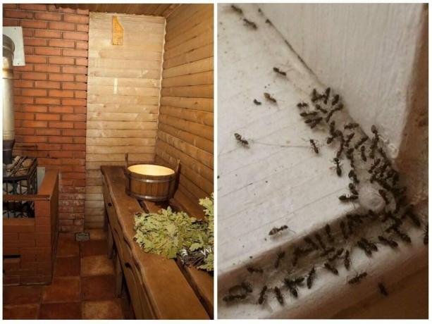 Bagaimana menampilkan semut keluar dari bak mandi dan untuk mencegah terulangnya mereka: Terbukti Cara