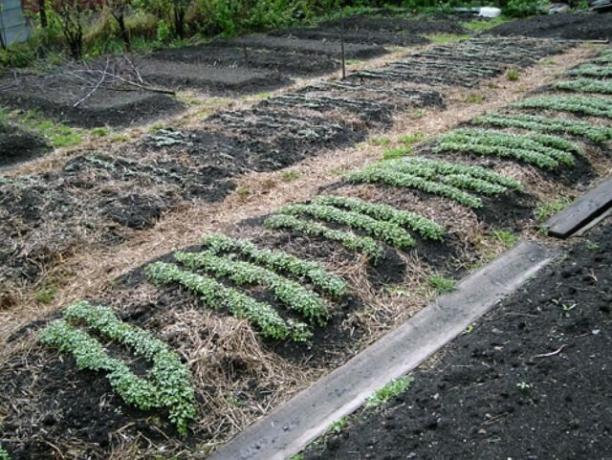Untuk pupuk hijau adalah sama pentingnya untuk mempersiapkan tanah