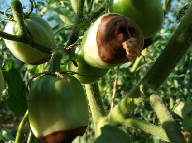 Membusuk apikal dalam tomat Anda? Jangan panik! Apa yang harus dilakukan: Saran dari tukang kebun yang berpengalaman