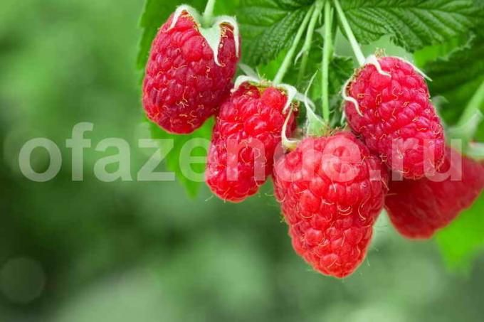 Tumbuh raspberry. Ilustrasi untuk sebuah artikel digunakan untuk lisensi standar © ofazende.ru