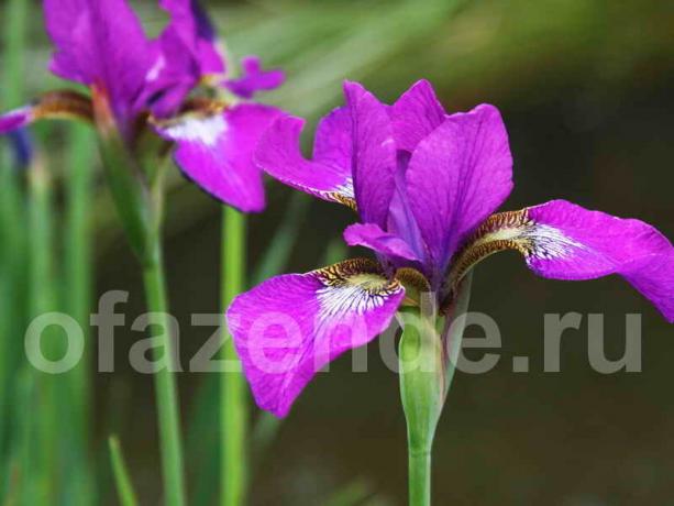 Menggunakan iris dalam desain lansekap taman