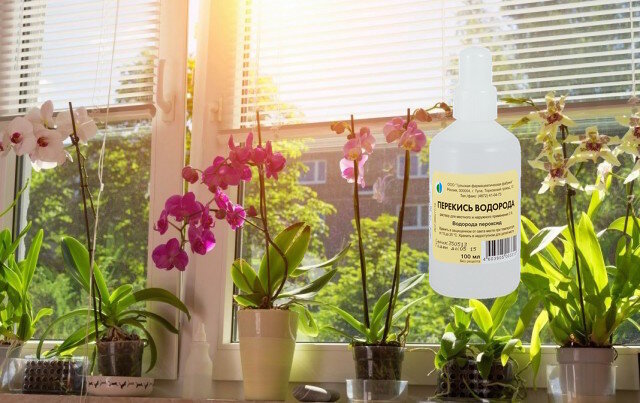Hidrogen peroksida untuk tanaman indoor: pemupukan berguna atau membuang-buang waktu?