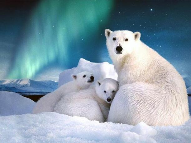 Pada Svalbard lebih dari seribu spesies beruang kutub.