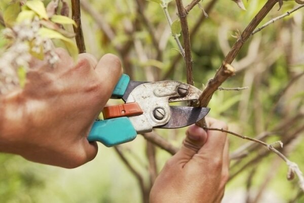 Bila Anda perlu memotong pohon buah-buahan