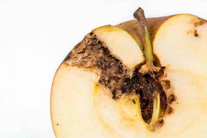 Bagaimana melindungi pohon apel Anda dari ognovki dan ngengat
