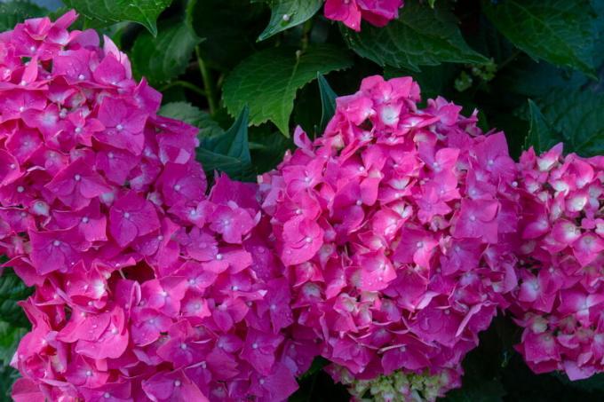 hydrangea merah muda. Ilustrasi untuk sebuah artikel digunakan untuk lisensi standar © ofazende.ru
