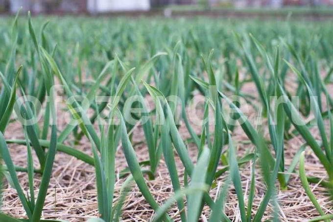 Kami menggunakan daun-daun jatuh untuk kepentingan bawang putih