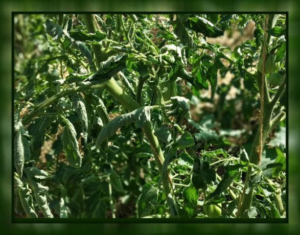 Dalam tomat keriting daun 🍃 tidak panik! 🍃 Apa yang harus dilakukan: Saran dari tukang kebun yang berpengalaman.