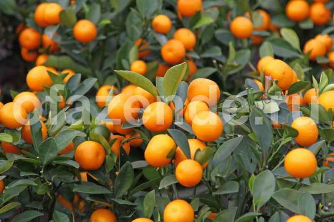 Tumbuh pohon jeruk. Ilustrasi untuk sebuah artikel digunakan untuk lisensi standar © ofazende.ru
