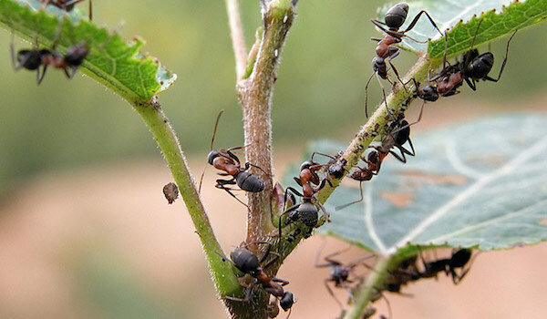 Menyingkirkan semut menggunakan amonia